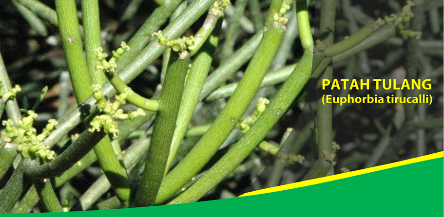 Sakit Gigi Hilang dengan Tanaman Patah Tulang Sakit Gigi Hilang dengan Tanaman Patah Tulang